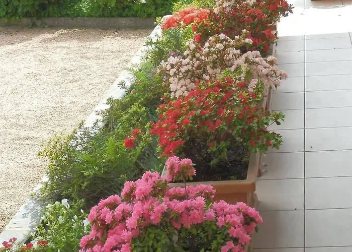 Bb Orchidea Стреза